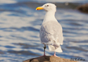 Larus glaucescens